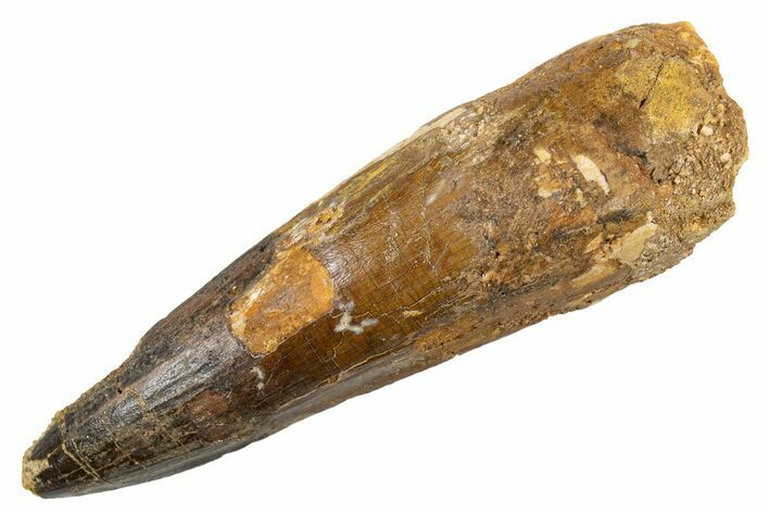 Fossil Spinosaurus Tooth - Real Dinosaur Tooth #345910